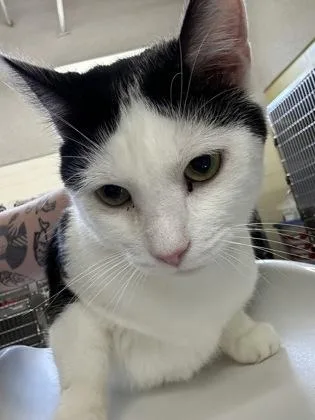 An adult medium-sized female Domestic Short Hair cat named Loretta for adoption in Cincinnati, OH