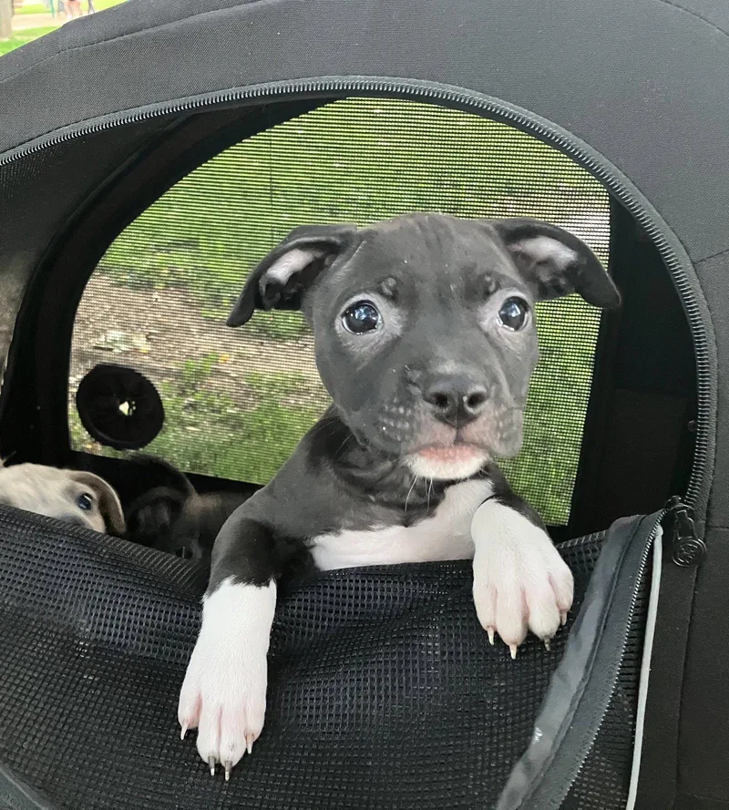A baby medium-sized female Staffordshire Bull Terrier dog named Sequoia for adoption in Davis, CA
