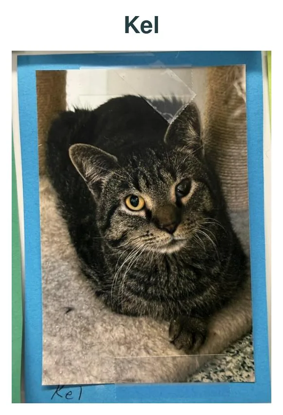 An adult large-sized male Tabby (Brown / Chocolate) Tiger cat named Kel for adoption in Richland Center, WI