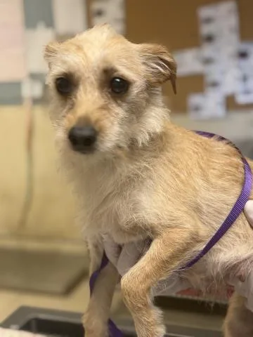 An adult small-sized female Terrier dog named Cookie for adoption in Riverside, CA