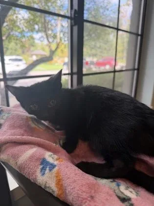 A baby small-sized male Black Domestic Short Hair cat named Crow for adoption in Harbor Springs, MI