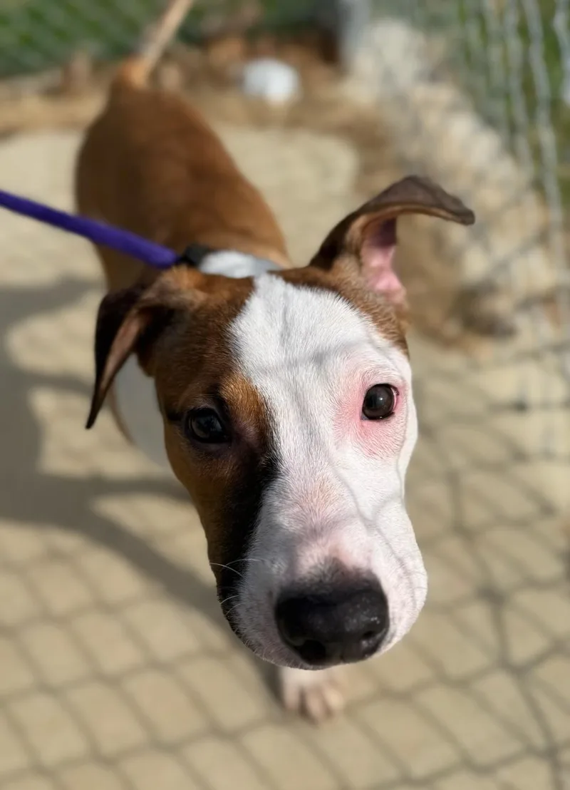A baby medium-sized male Border Collie dog named Orbit for adoption in Manassas, VA