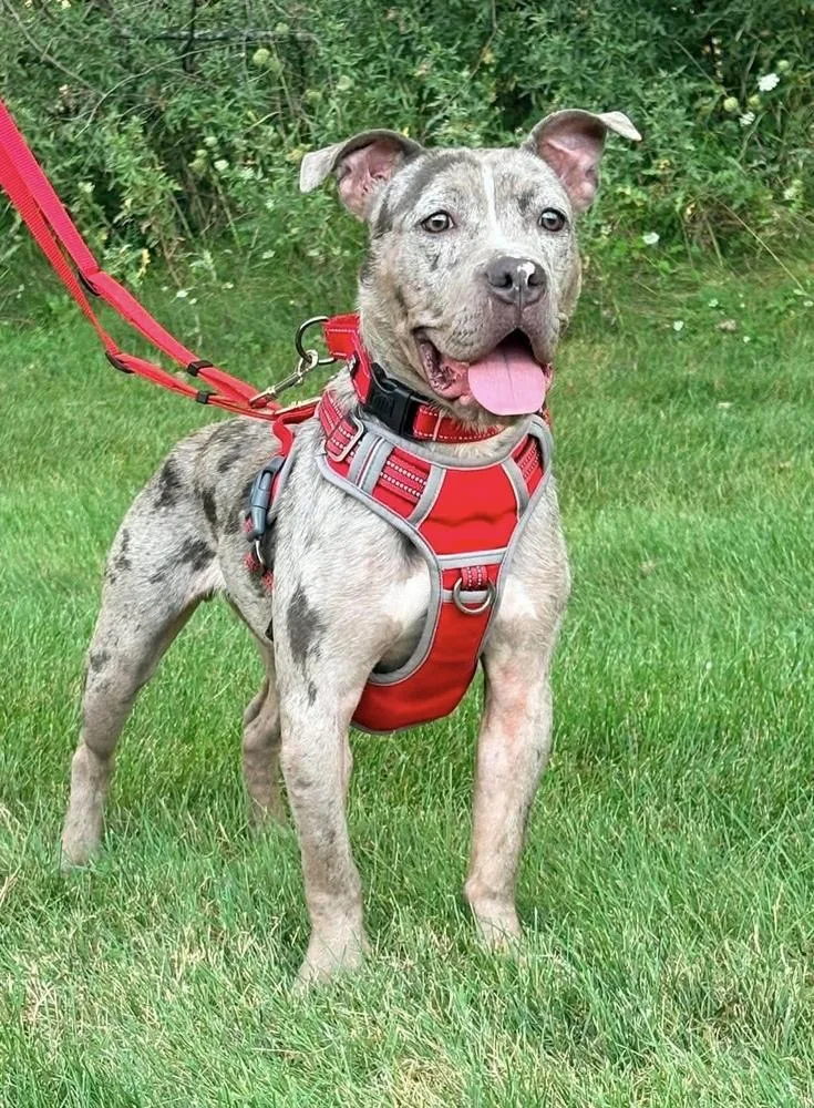 An adult medium-sized female Merle (Blue) Pit Bull Terrier dog named Lilo for adoption in Alden, NY