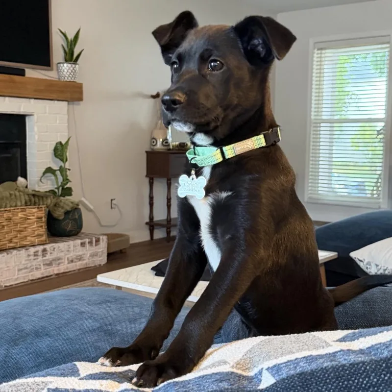 A baby medium-sized male Black Labrador Retriever dog named Zion for adoption in La Grange, KY