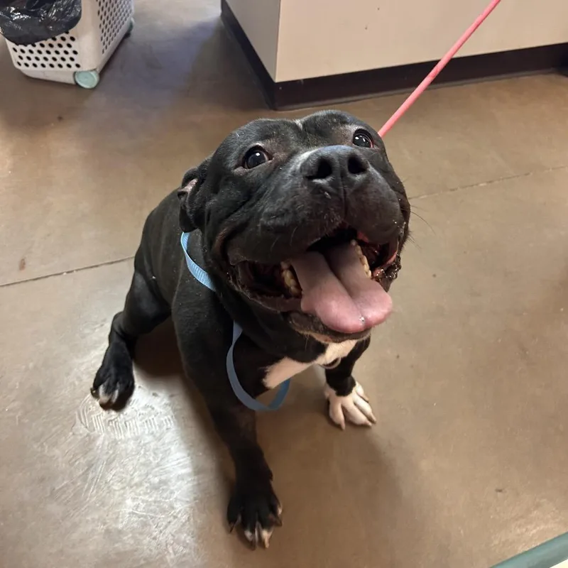 An adult medium-sized male Black Pit Bull Terrier dog named Harley for adoption in Flagstaff, AZ
