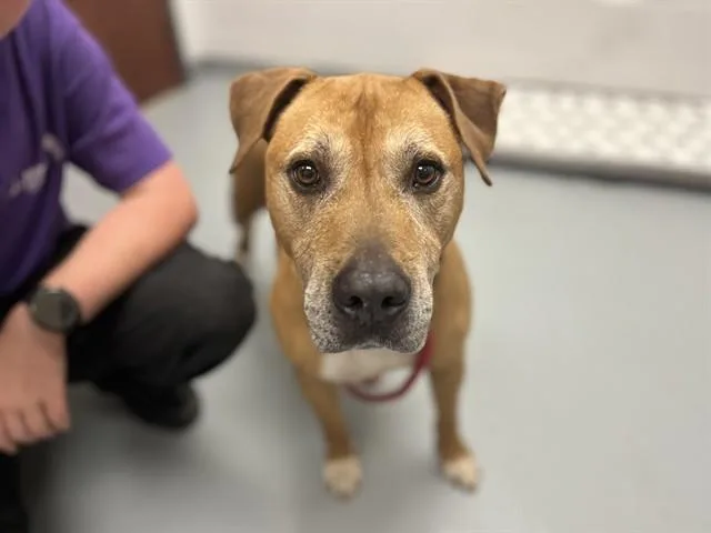 An adult large-sized male Mixed Breed dog named Buster for adoption in Saint Cloud, FL