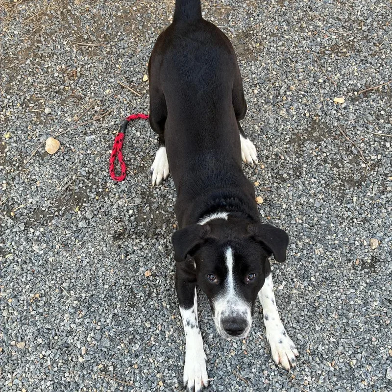 A young large-sized male White / Cream Mixed Breed dog named Moose Track for adoption in Fredericksburg, VA