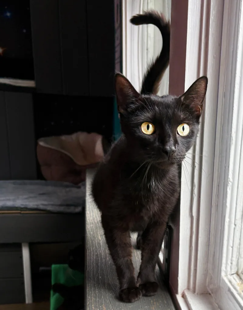A young small-sized female Black Domestic Short Hair cat named Mielikki for adoption in Asheville, NC