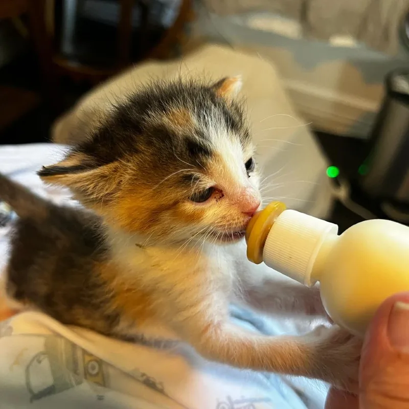 A baby small-sized female Calico Domestic Short Hair cat named Suki for adoption in Houston, TX