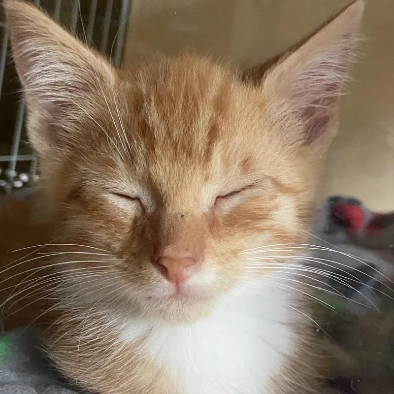 A baby small-sized male Orange / Red Domestic Short Hair cat named Larry for adoption in York, PA