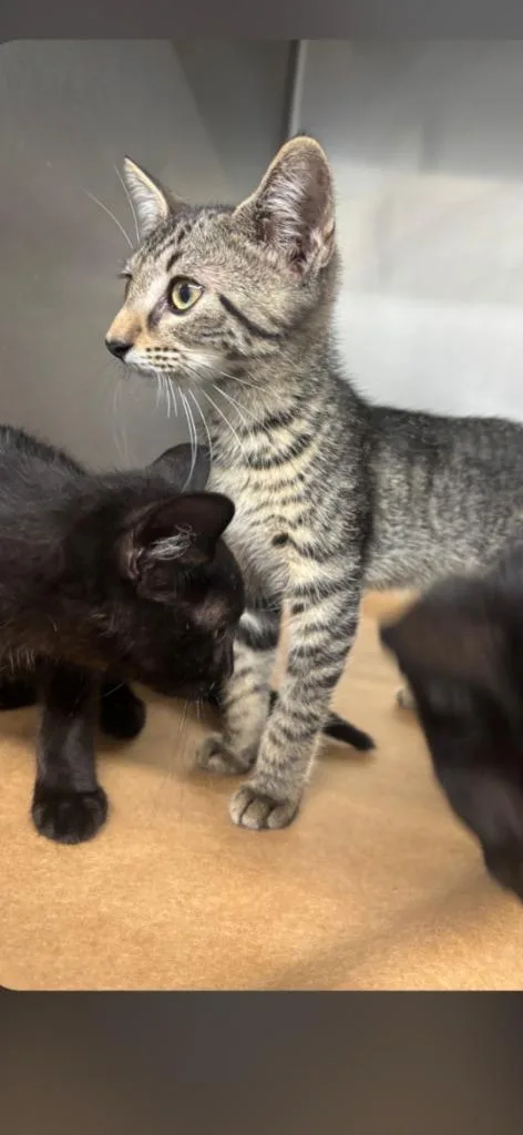 A young small-sized male Domestic Short Hair cat named Ophelia for adoption in Cartersville , GA