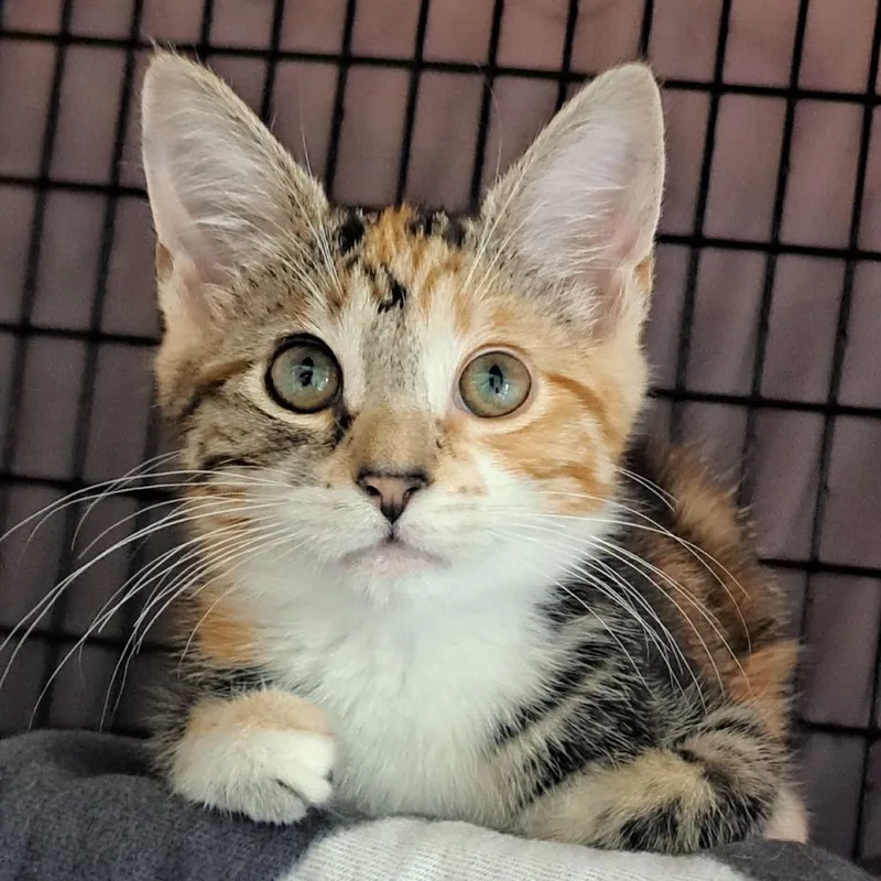 A baby small-sized female Torbie Domestic Short Hair cat named Marge for adoption in Chicago, IL