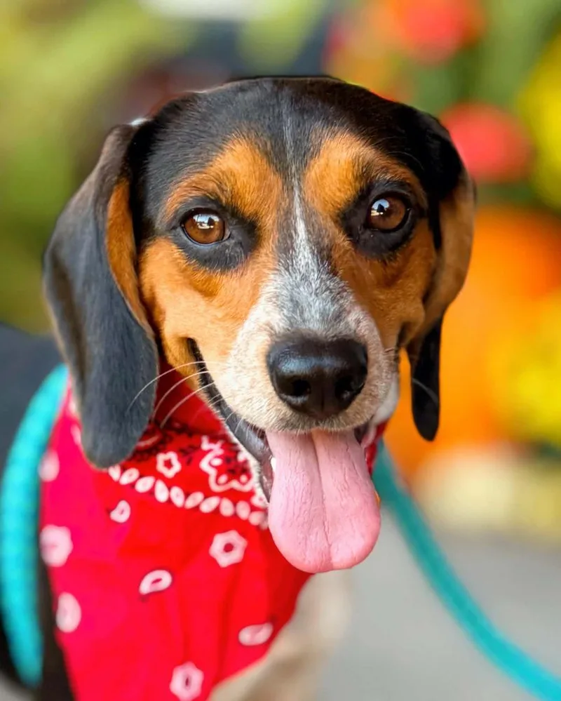 An adult medium-sized male Beagle dog named Cody for adoption in Effingham, IL