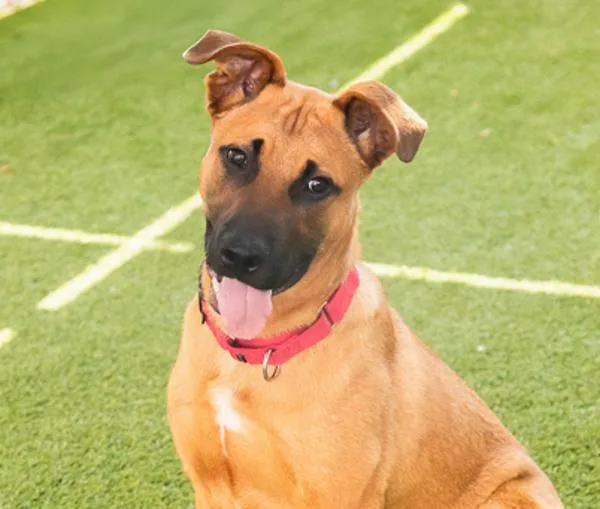 An adult large-sized male Shepherd dog named Duke for adoption in San Diego, CA