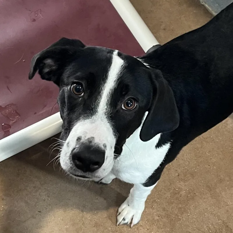 A young medium-sized female Black Hound dog named Reba for adoption in Kyle, TX