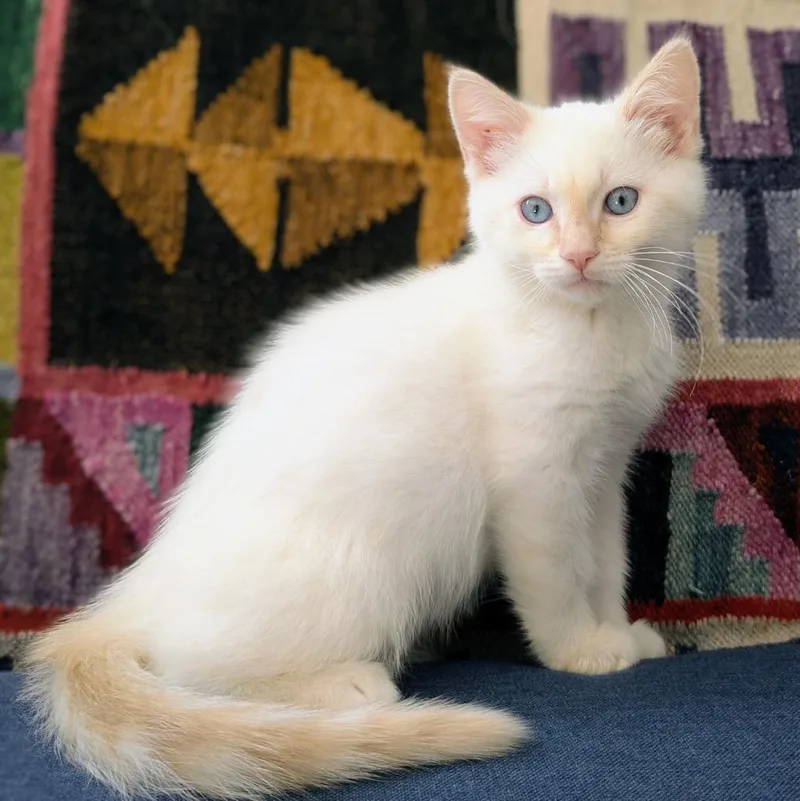 A baby medium-sized male Domestic Short Hair cat named Sugar for adoption in Logan, UT