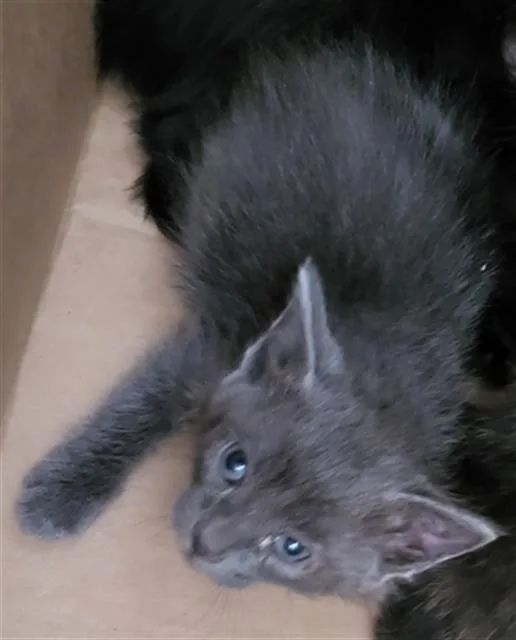 A baby medium-sized male Domestic Medium Hair cat named Gustavo for adoption in Dallas, TX