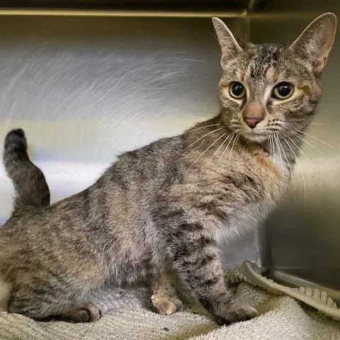 A young medium-sized female Brown / Chocolate Domestic Short Hair cat named Pearl Peck for adoption in Dayton, OH
