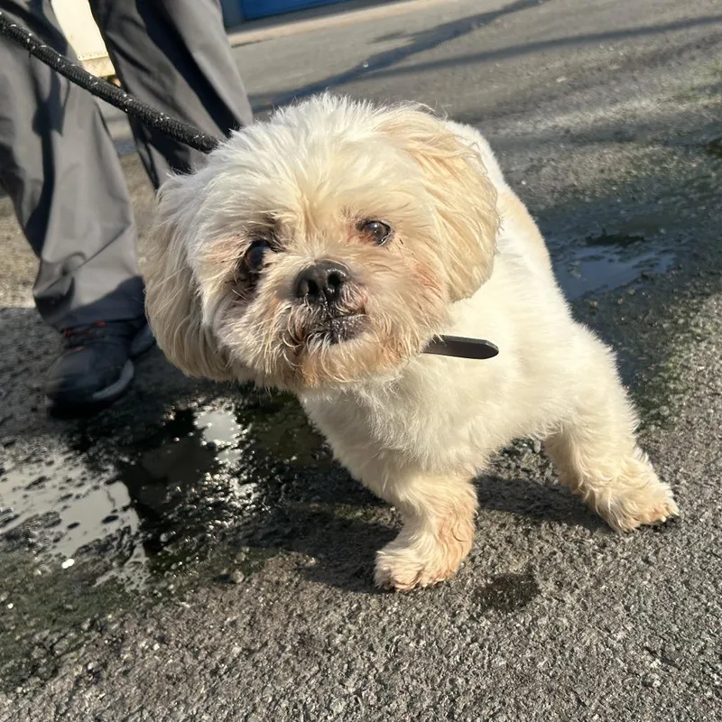 An adult small-sized male White / Cream Mixed Breed dog named Thomas for adoption in Newark, NJ