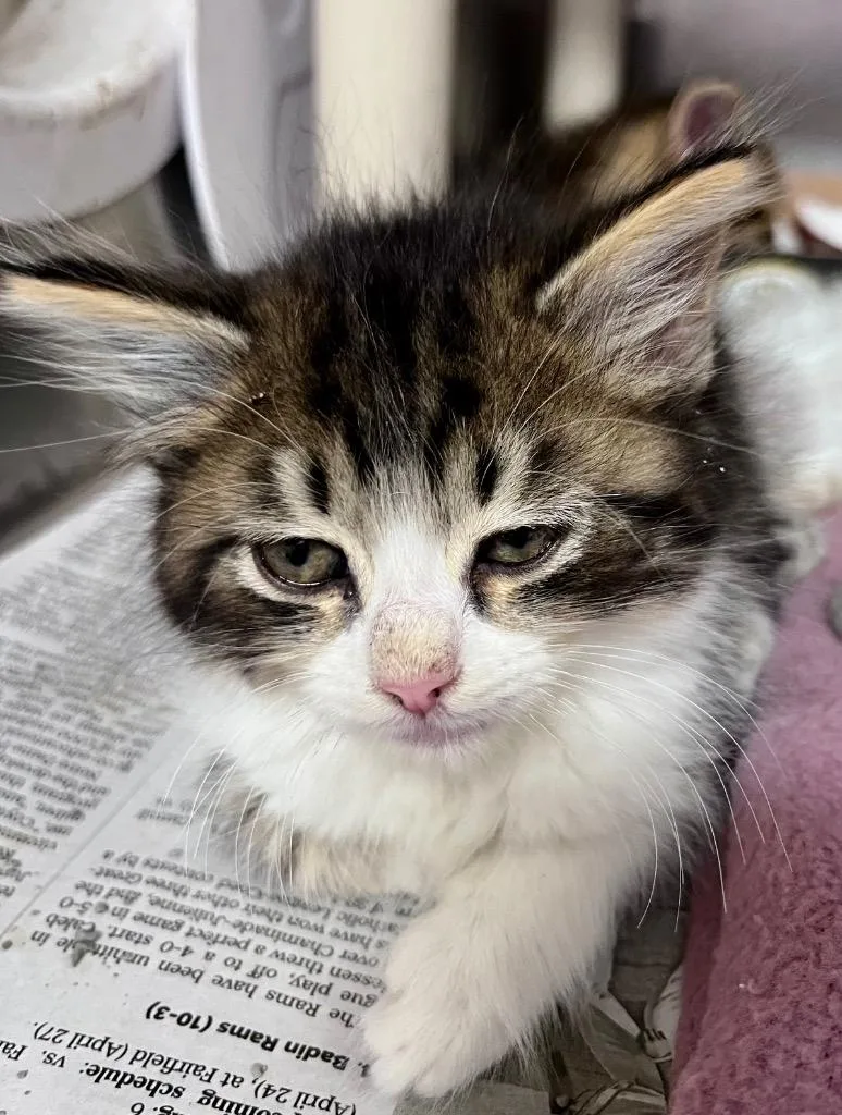A baby medium-sized male Domestic Short Hair cat named Resin for adoption in Cincinnati, OH