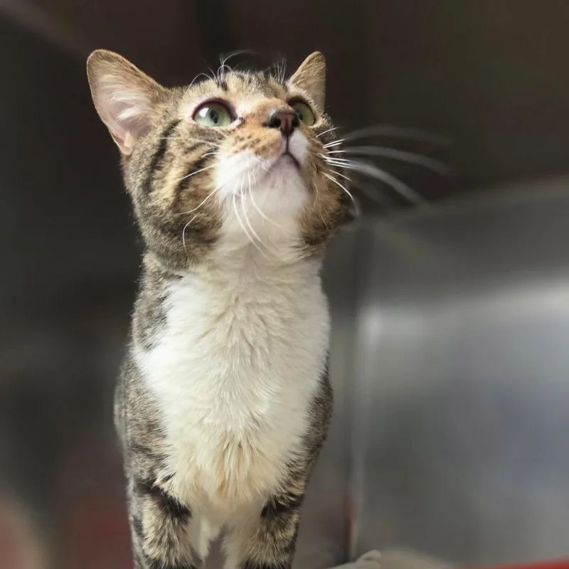 An adult medium-sized male Domestic Short Hair cat named Pudding for adoption in New York, NY