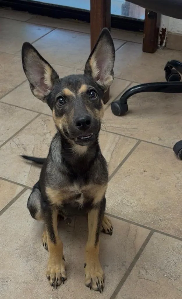 A baby medium-sized male Mixed Breed dog named Spock for adoption in Batesville, AR