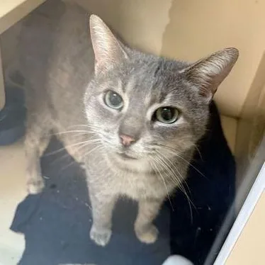 A senior medium-sized female Tabby (Gray / Blue / Silver) Domestic Short Hair cat named Scarlet At Elyria Petco for adoption in Elyria, OH
