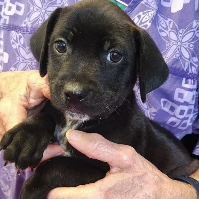 A baby small-sized male Black Mixed Breed dog named Ned for adoption in Grand Rapids, MI