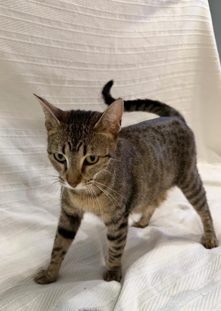 A young medium-sized female Domestic Short Hair cat named Coco for adoption in Spring, TX