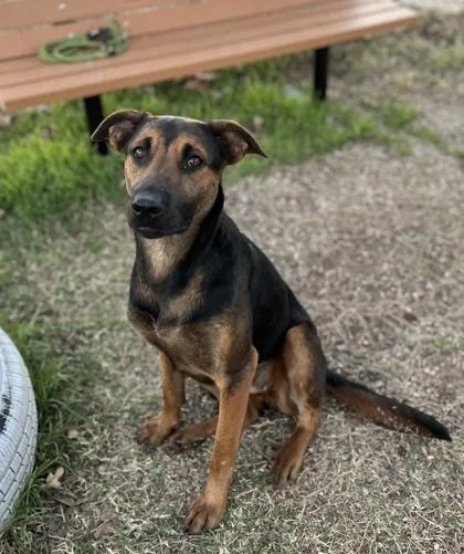 Coraline thumbnail 3