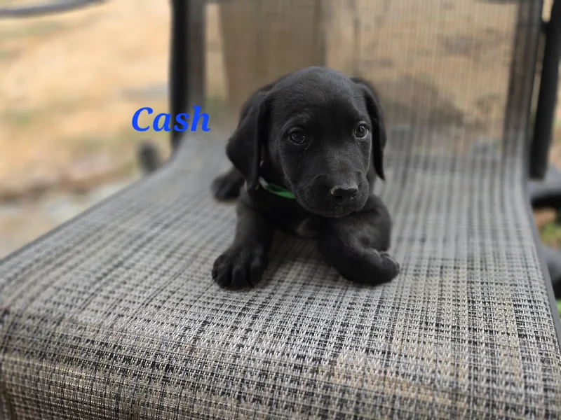 A baby medium-sized male Black Labrador Retriever dog named Cash Cheer for adoption in Andover, MA