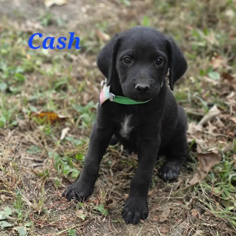 Cash Cheer thumbnail 4