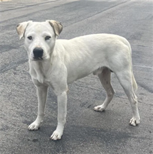 An adult large-sized male Mixed Breed dog named Snow for adoption in Dallas, TX