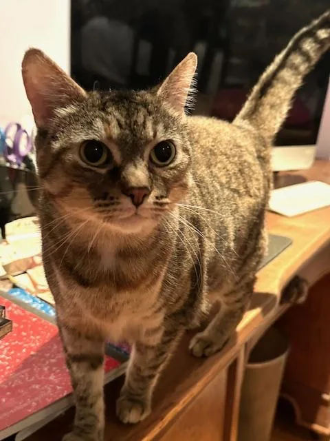 Tinkerbell thumbnail 2