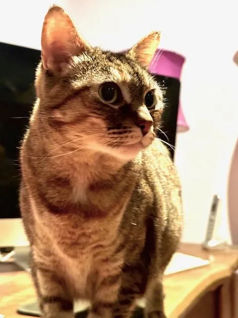 Tinkerbell thumbnail 3