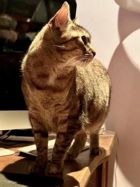 Tinkerbell thumbnail 4