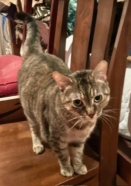 Tinkerbell thumbnail 5