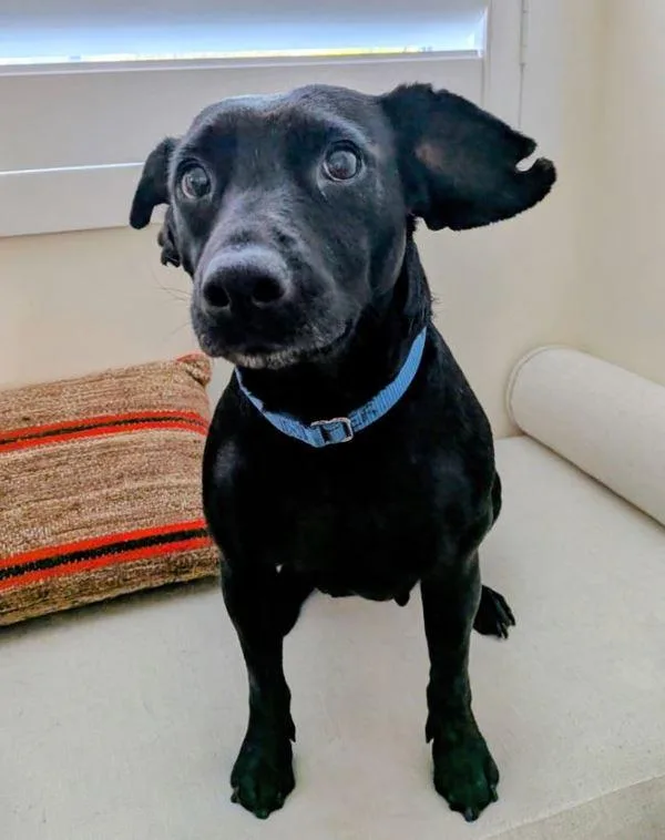 An adult small-sized female Terrier dog named Pup Pup Hooray for adoption in San Diego, CA