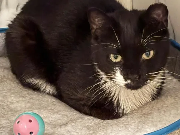 An adult medium-sized female Domestic Short Hair cat named Koshechka Crystal for adoption in Ridgewood, NY