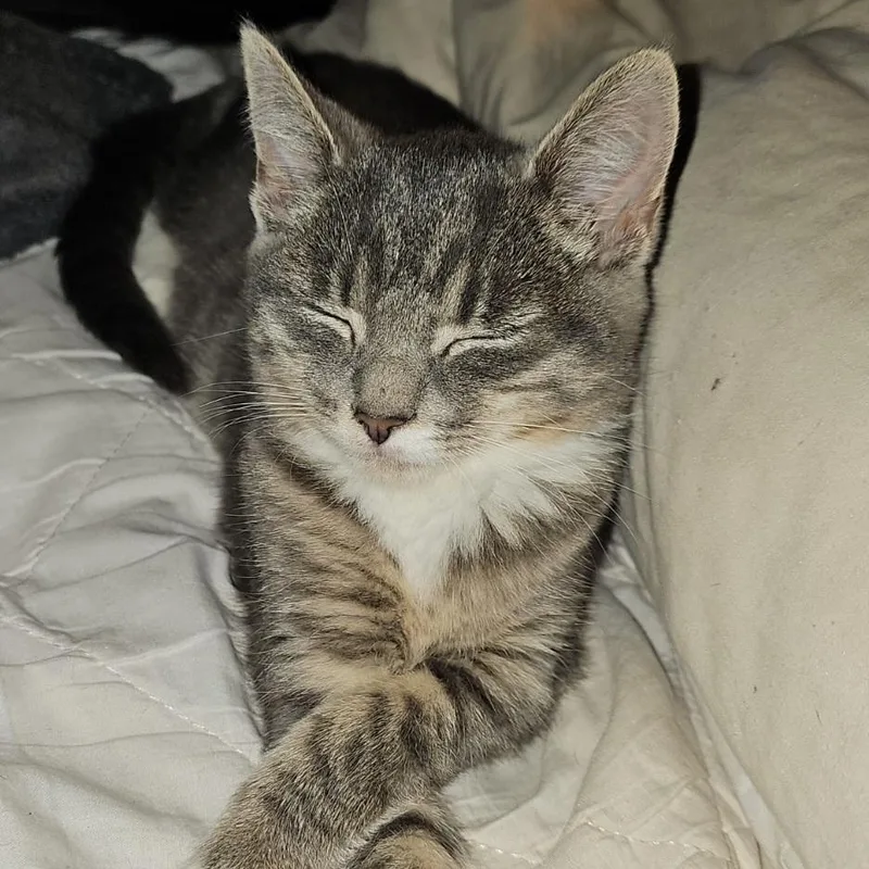 A young medium-sized female Gray & White Domestic Short Hair cat named Wazi for adoption in SNOW HILL, NC