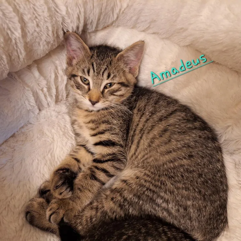 A baby medium-sized male Domestic Short Hair cat named Amadeus for adoption in Windsor, CT