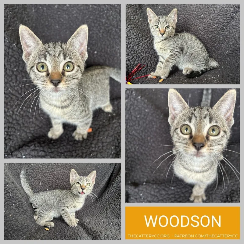 A baby small-sized male Domestic Short Hair cat named Woodson for adoption in Corpus Christi, TX