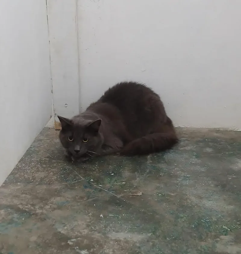 A young large-sized male Gray / Blue / Silver Domestic Long Hair cat named Juno for adoption in Naranjito, PR