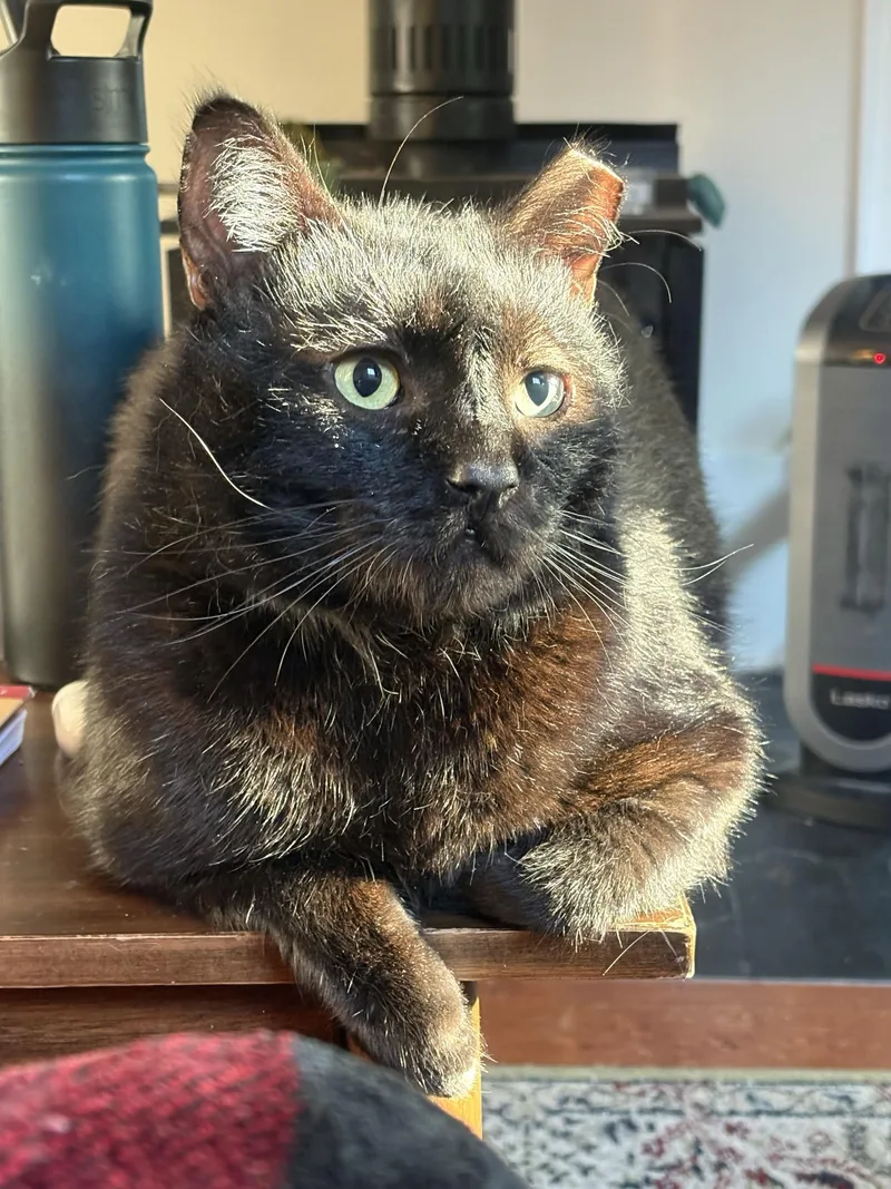 A senior large-sized male Black Domestic Short Hair cat named Leo for adoption in Seattle, WA