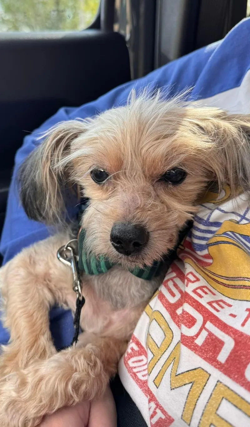 A senior small-sized male Yellow / Tan / Blond / Fawn Yorkie Poo dog named Cosmo for adoption in Yukon, OK