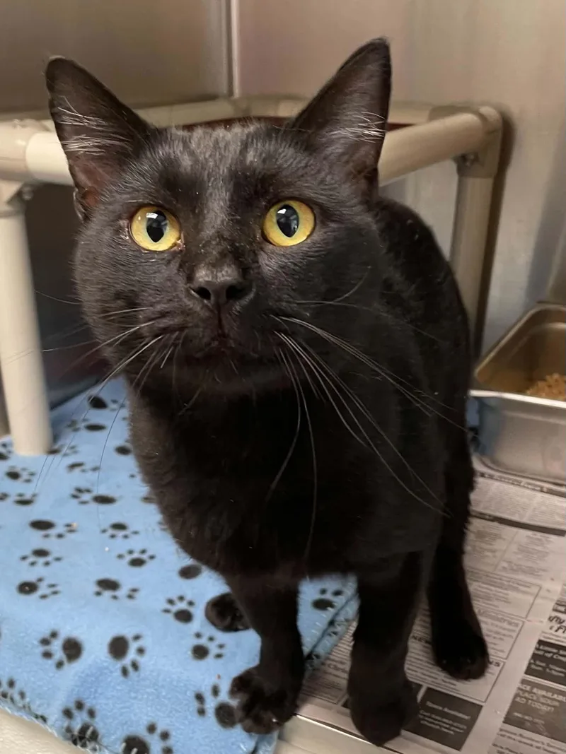 An adult medium-sized male Black Domestic Short Hair cat named Binx for adoption in Covington, VA