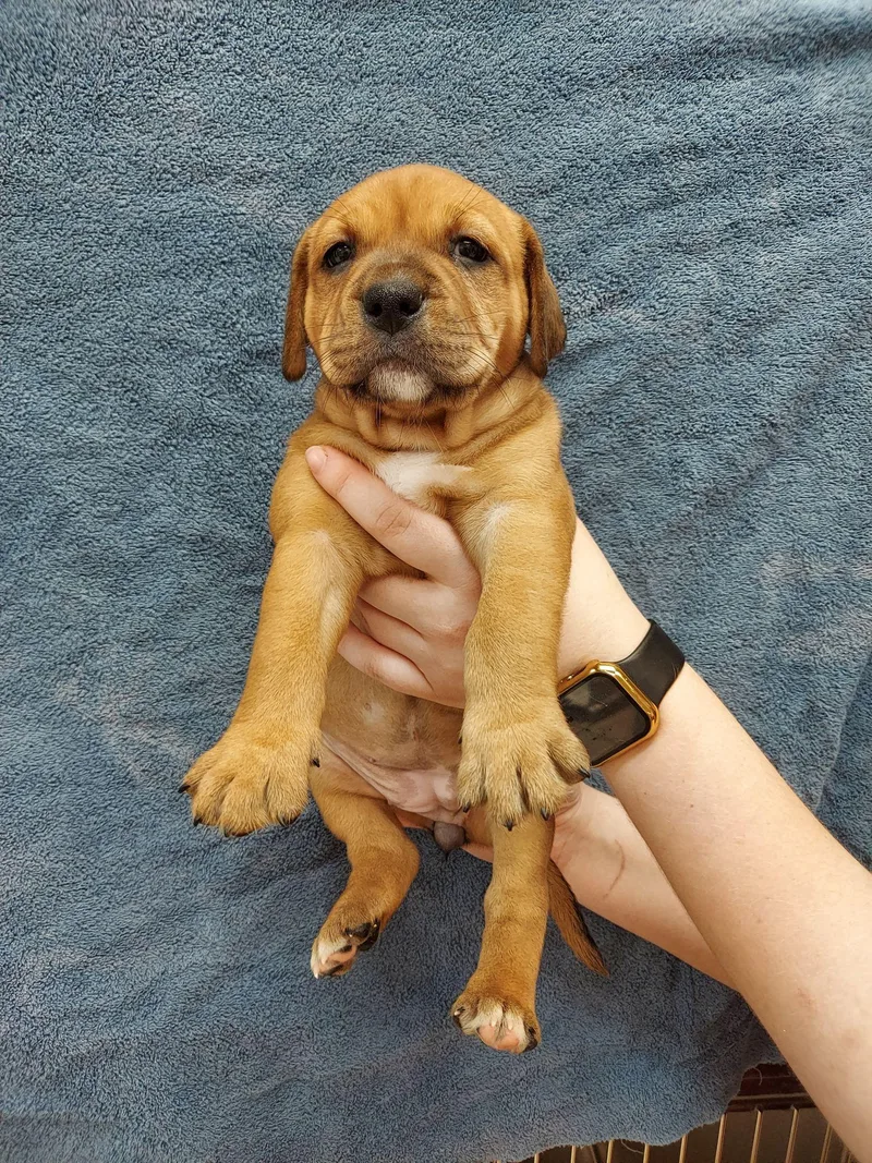 A baby medium-sized male Labrador Retriever dog named Kash for adoption in Herndon, VA