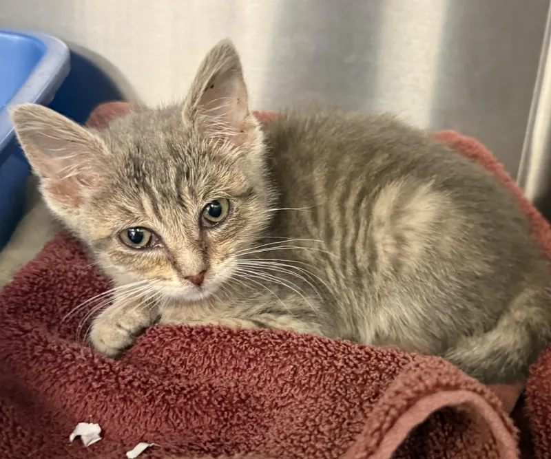 A baby small-sized female Domestic Short Hair cat named Queenie for adoption in Ardsley, NY