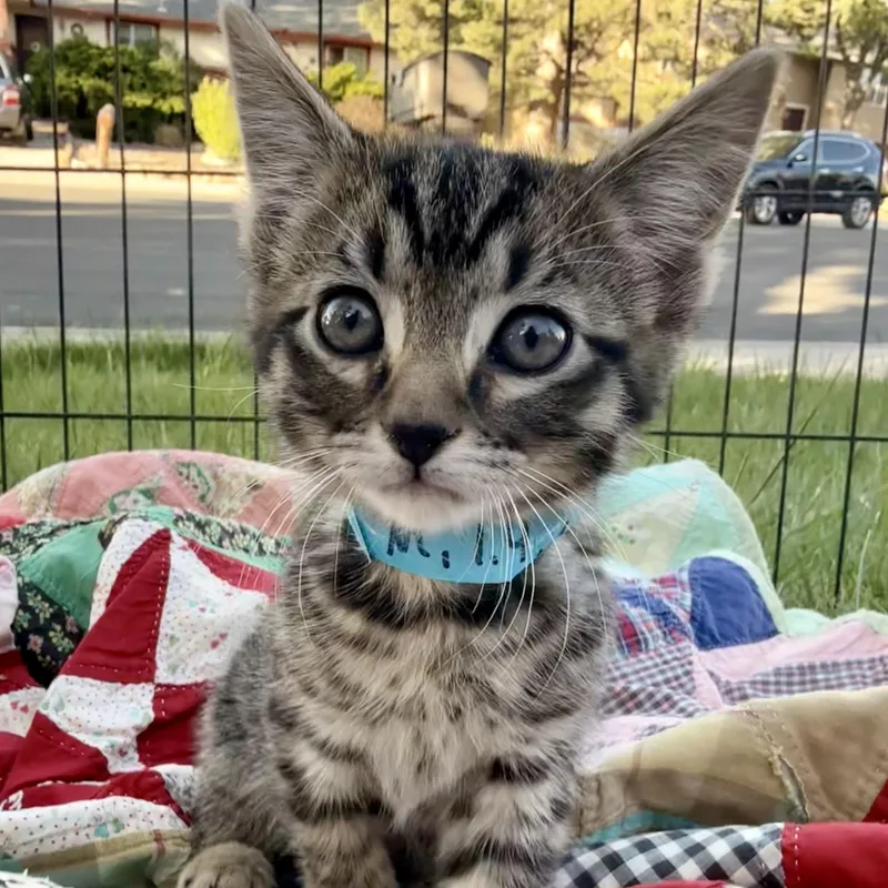 A baby medium-sized male Tabby (Gray / Blue / Silver) Domestic Short Hair cat named Butters for adoption in Fort Collins, CO