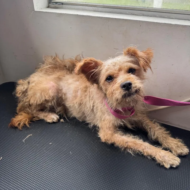 An adult small-sized male Yellow / Tan / Blond / Fawn Terrier dog named Alfalfa for adoption in Houston, TX